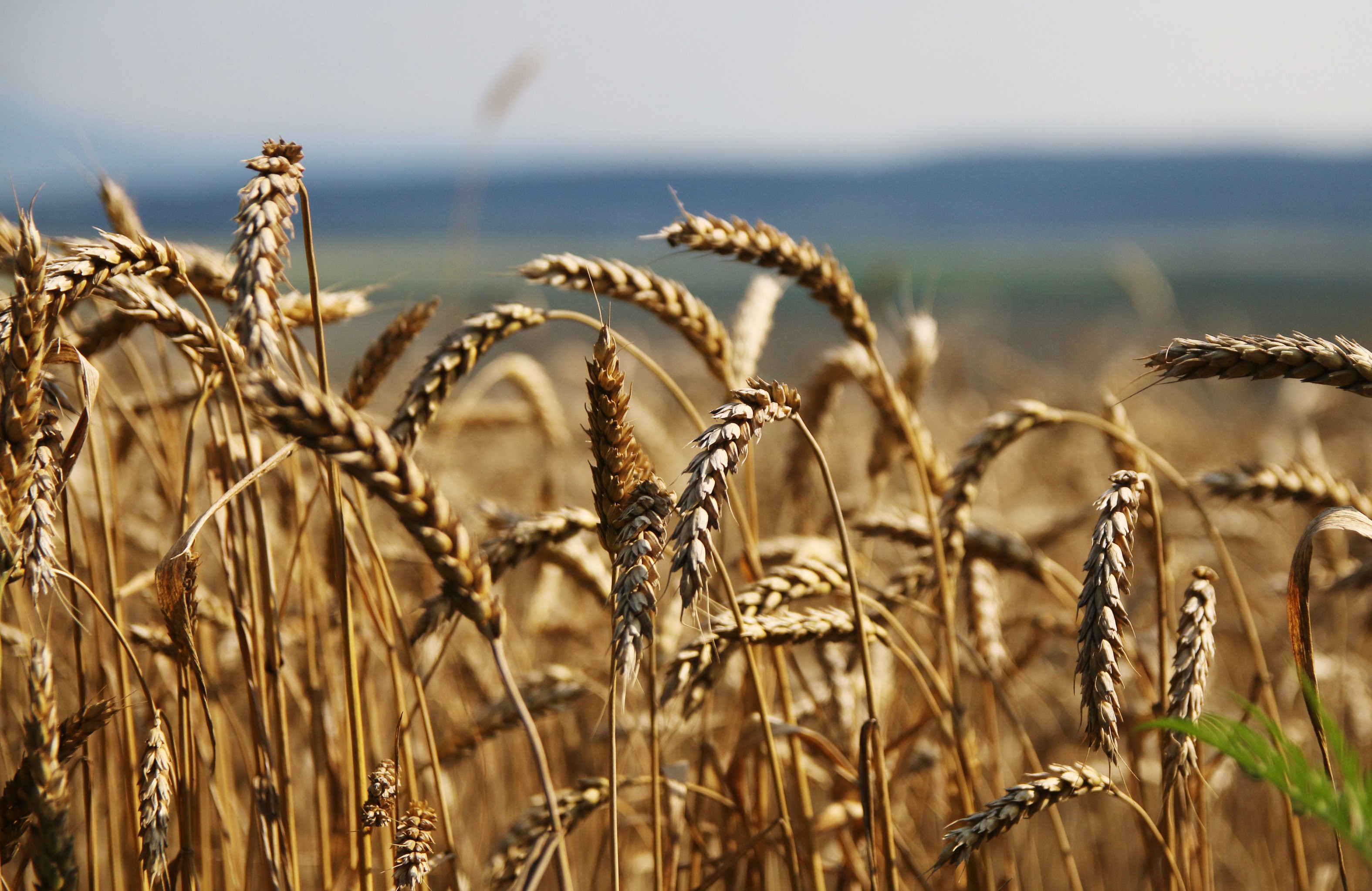 Wheat prices have risen amid concerns about Russia's export ban