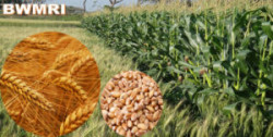Bangladeshi scientists developed heat tolerant wheat