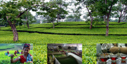 During the Corona period tea production in the northern region of Bangladesh has been recorded