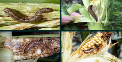 Armyworm is going to cause huge damage to Bangladesh's corn!