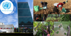 UN aims to help the poorest growers