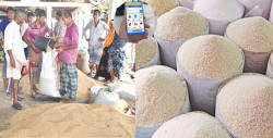 Govt. will buy paddy and rice from farmers online