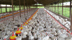 Potential Future of Bangladeshi Poultry Industry