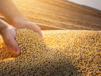 Asian Markets Continue to Grow for US Soybean