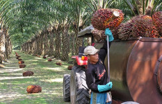 Analysts are positive in the planting sector after palm oil inventories fell to a one-year low in March