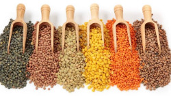 The price of pulses is increasing due to the increase in import costs