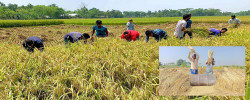 In the Brahmanbaria district there has been a good yield of Ropa Aman paddy this season