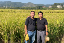 That's why small Chinese farmers are warming up to new varieties of rice