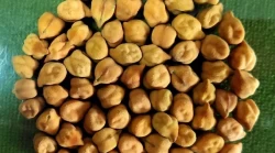 The Indian research organizations ICAR and IARI have developed a drought-tolerant variety of chickpea