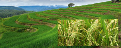 Four agricultural associations in Thailand have joined hands to promote the BCG model on rice farms