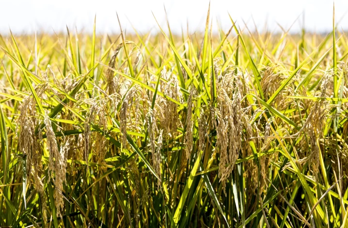 Rice acreage and yield decreased in 2022 due to weather input costs, other factors