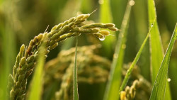 Successful propagation of a commercial hybrid rice strain as a clone with 95 percent efficiency