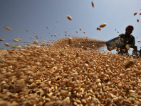 Indian wheat prices fall after Modi releases grain for flour millers