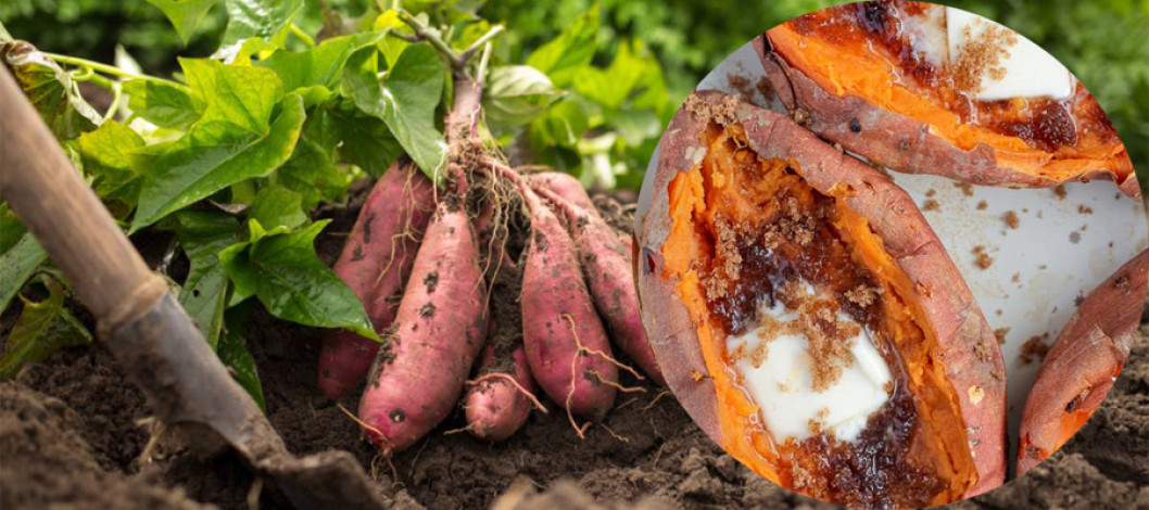 Researchers have developed sweet potato clones with improved insect resistance and weed tolerance