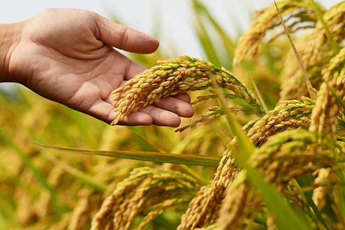Pak-China hybrid rice coop moves ahead amid global headwinds