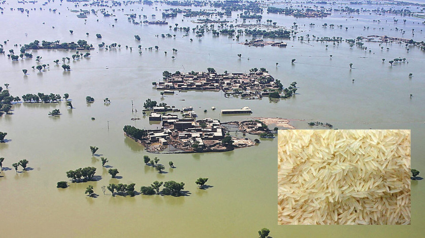 Exports of non-basmati rice declined by 15% due to  a 40% loss of paddy in floods
