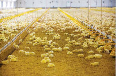 Organic Chicken Feeders and Drinkers Provide New Goals to the Key Players: FMI Intelligence Assessing Current Trends Countries