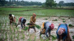 55% of India's major paddy fields may suffer yield loss due to high carbon dioxide content in the atmosphere