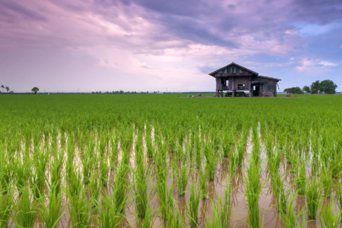 Vietnam is gearing up for low-carbon rice farming to meet net-zero targets