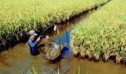 Here's what experts say about farmers adopting the shrimp-rice model in the Mekong Delta