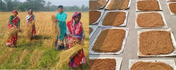 Amid changing adverse climate, Bangladeshi farmer groups save indigenous rice seeds