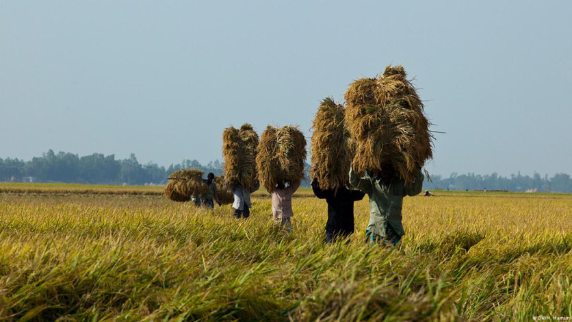 Farmers and agriculture are under pressure in Bangladesh due to the rising cost of farming and living amid fears of crop losses.