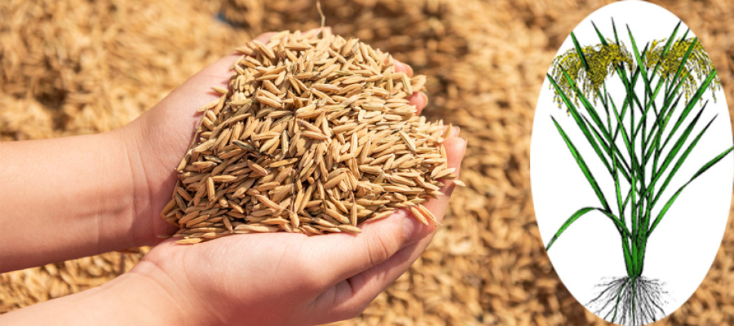 Rice Seed Market: Growing a Sustainable Future | Latest Research Report 2023-2028