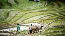 Rice production in Vietnam: It's time to invest in sustainable rice
