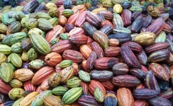 Agroforestry in action: supporting cocoa farmers in Côte d’Ivoire