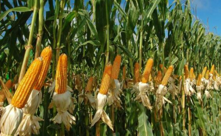 Rajshahi division has a potential of 62,429 tonnes of summer maize production