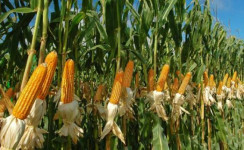 Rajshahi division has a potential of 62,429 tonnes of summer maize production