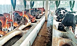 Most of the machinery remains unused due to  a lack of experience in livestock and dairy projects