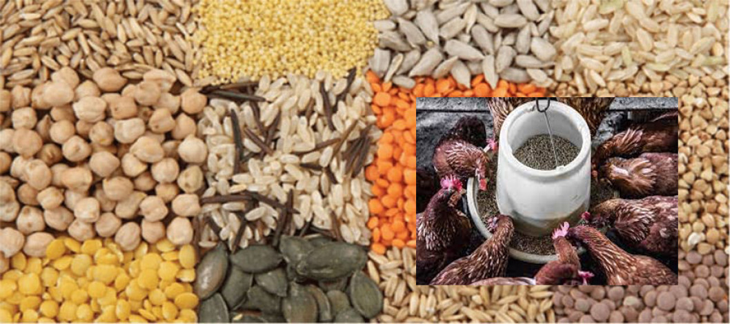 International price of poultry feed raw ingredients has decreased, the market price in Bangladesh has not decreased