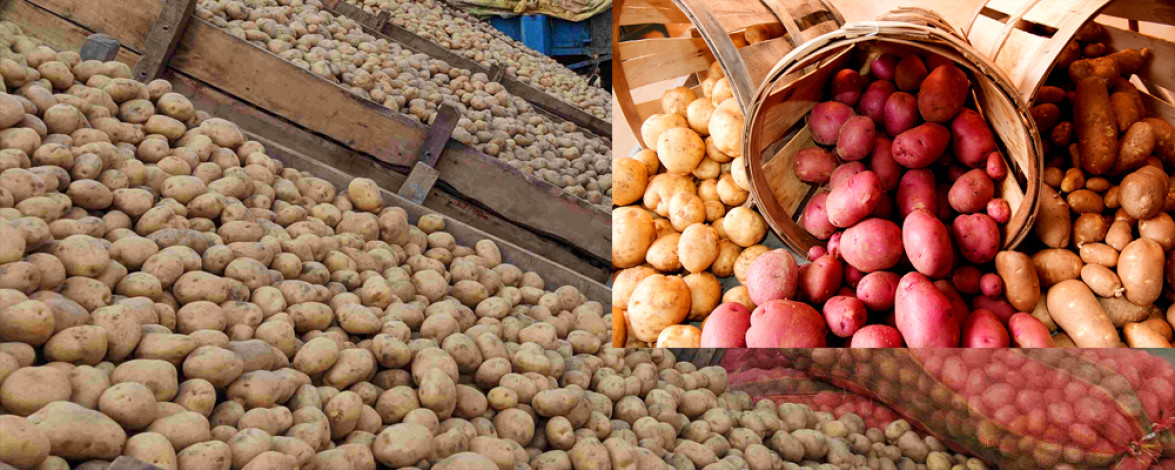 'Record' production of potatoes, yet prices are not coming down