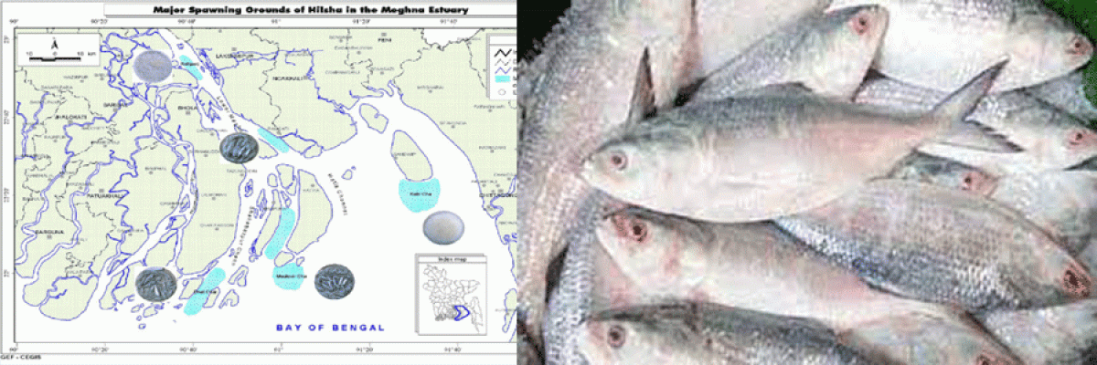 Bangladesh government has declared a second spawning ground for hilsa