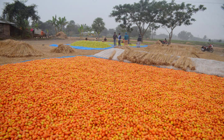 A bumper crop of tomatoes has put a smile on the faces of farmers in Comilla
