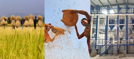 Bangladesh ranks third in rice production in the world but lags in productivity