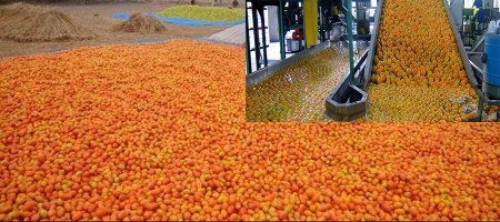 The potential of agro-processing business in Rajshahi, Bangladesh is bright