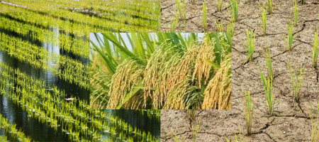 Climate change is threatening the quality of rice harvest, research says