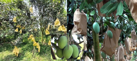 Fruit bagging system has turned out to be a boon for mango farmers in Rajshahi