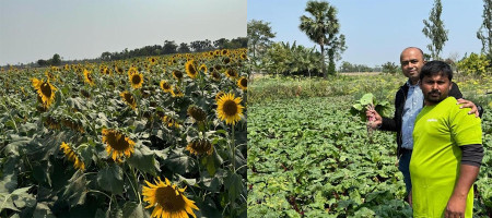 Unprecedented agricultural success on saline land in Satkhira