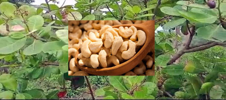 Cashew nut cultivation in the hills has opened up huge possibilities