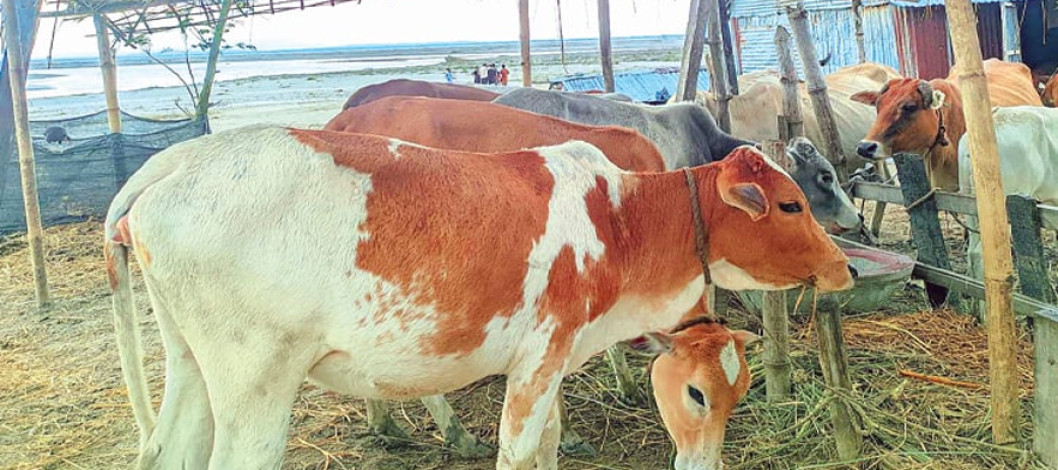Char people of Manikganj are making economic development by rearing cattle