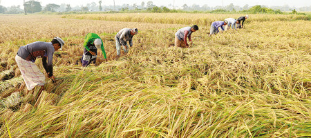 Farmers are expecting a bumper yield of boro production in Manikganj