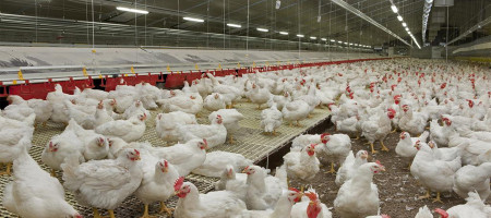 US poultry and swine industries use certification programs to prepare for disease outbreaks