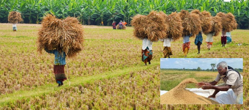 A plan to produce Sri Lanka's required rice from six agricultural areas