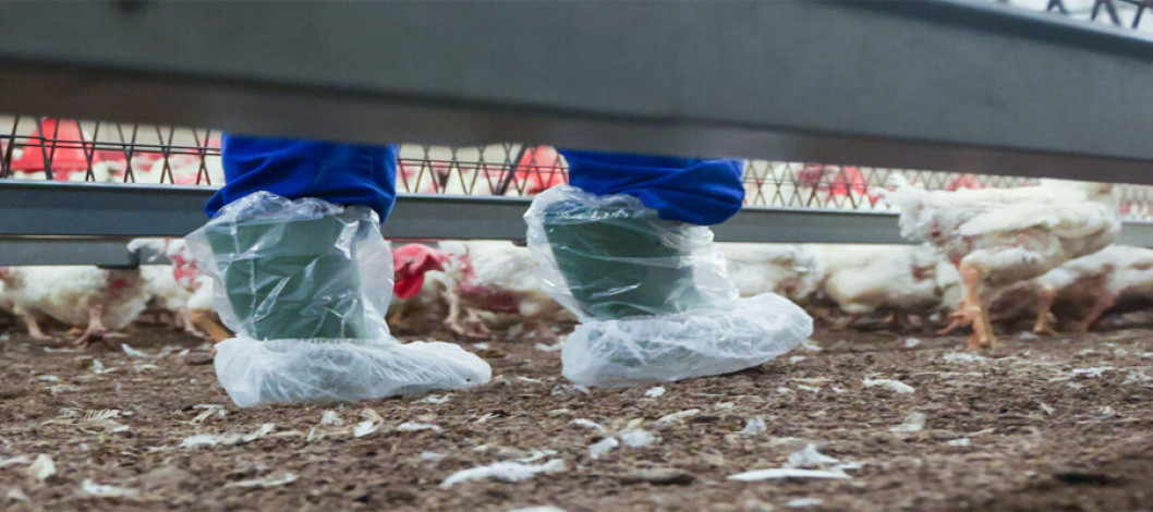 A vet’s view – 6 areas of risk when dealing with avian influenza