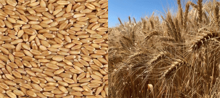 Arable land and production are decreasing. Is there any potential for wheat in Bangladesh?