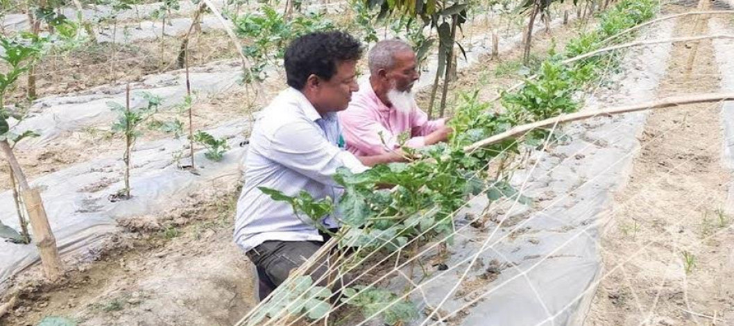 Modern farming in Rajshahi is promoting cost-effective techniques