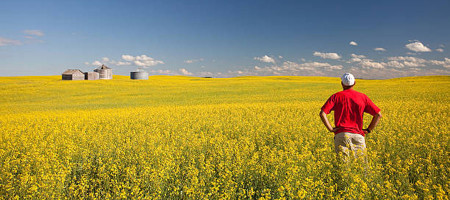 Canola farmers face hardship as tariffs threaten profits